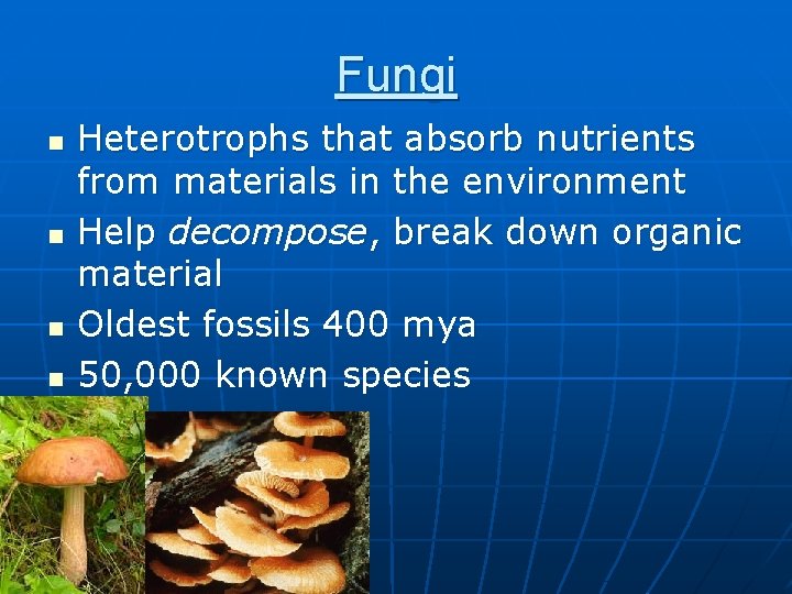 Fungi n n Heterotrophs that absorb nutrients from materials in the environment Help decompose,