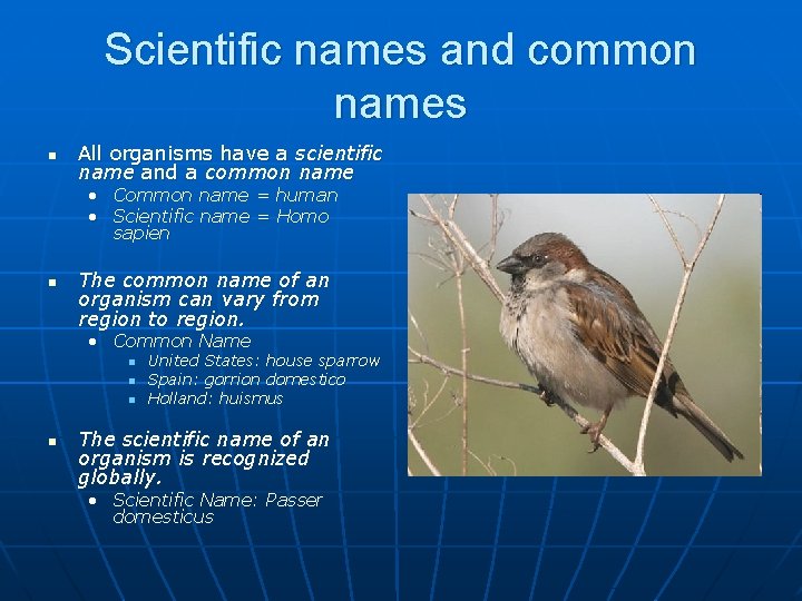 Scientific names and common names n All organisms have a scientific name and a