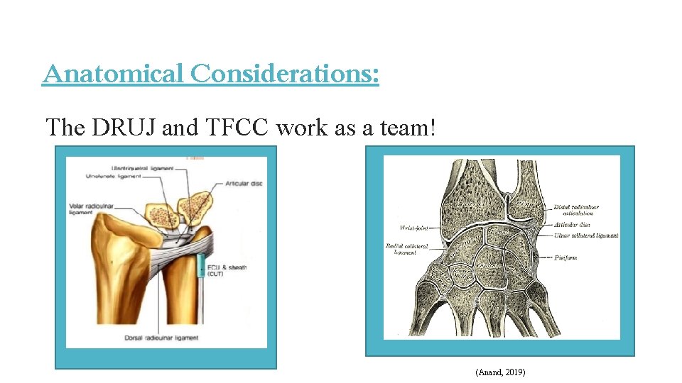 Anatomical Considerations: The DRUJ and TFCC work as a team! (Anand, 2019) Anatomical Considerations: The DRUJ and TFCC work as a team! (Anand, 2019)