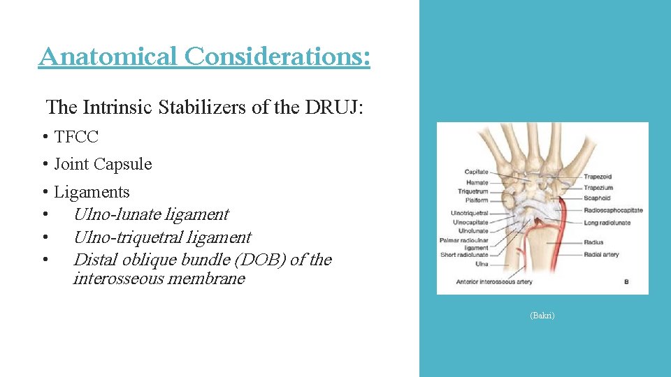Anatomical Considerations: The Intrinsic Stabilizers of the DRUJ: • TFCC • Joint Capsule • Anatomical Considerations: The Intrinsic Stabilizers of the DRUJ: • TFCC • Joint Capsule •