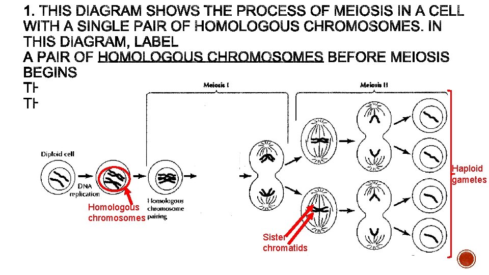 Haploid gametes Homologous chromosomes Sister chromatids 