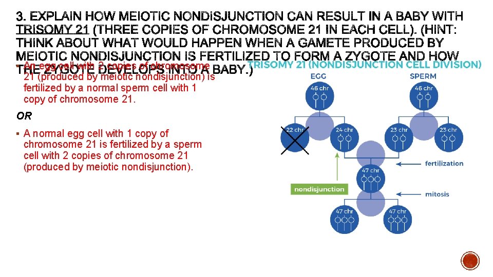 § An egg cell with 2 copies of chromosome 21 (produced by meiotic nondisjunction)