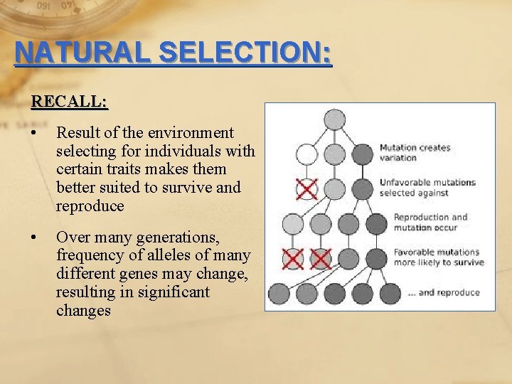 NATURAL SELECTION: RECALL: • Result of the environment selecting for individuals with certain traits