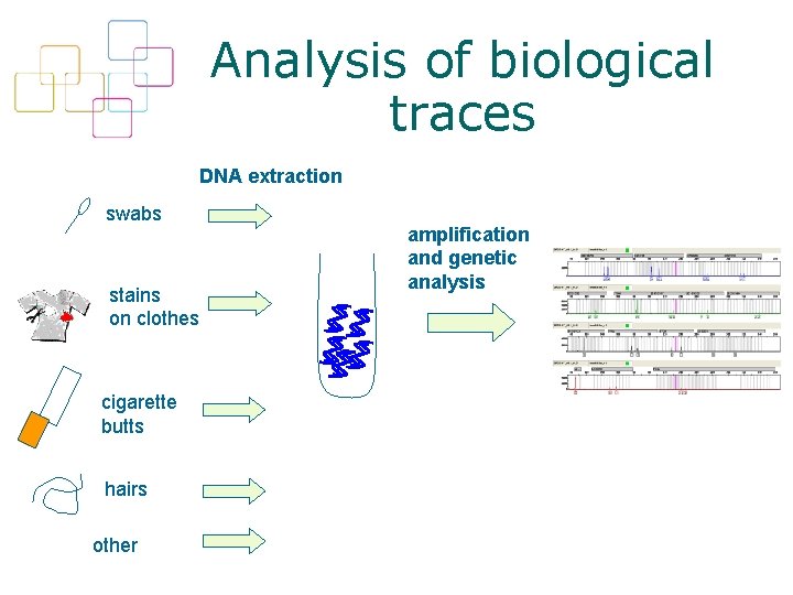 Analysis of biological traces DNA extraction swabs stains on clothes cigarette butts hairs other