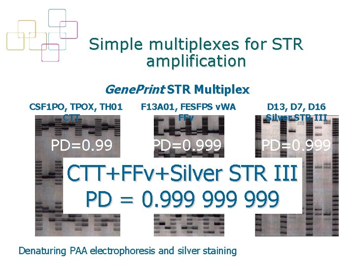 Simple multiplexes for STR amplification Gene. Print STR Multiplex CSF 1 PO, TPOX, TH