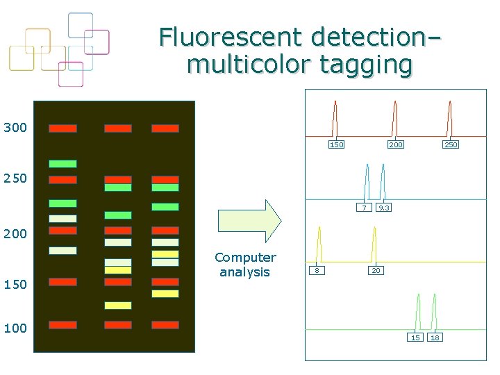 Fluorescent detection– multicolor tagging 300 150 200 250 7 9. 3 200 150 100