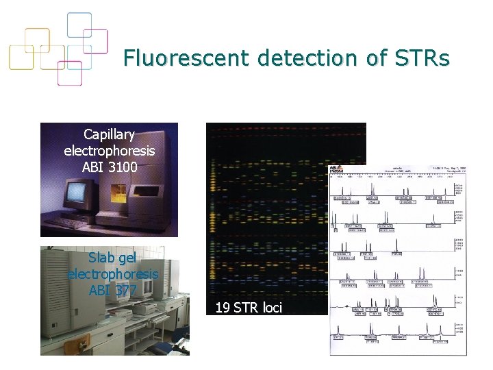 Fluorescent detection of STRs Capillary electrophoresis ABI 3100 Slab gel electrophoresis ABI 377 19