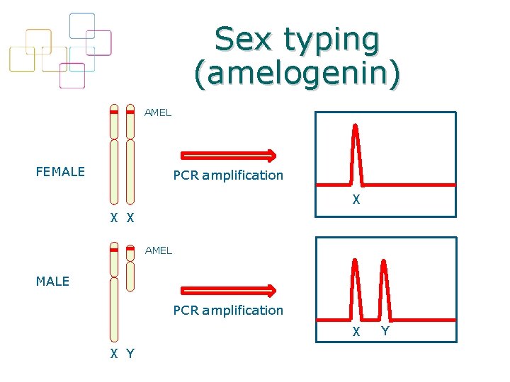 Sex typing (amelogenin) AMEL FEMALE PCR amplification X X X AMEL MALE PCR amplification