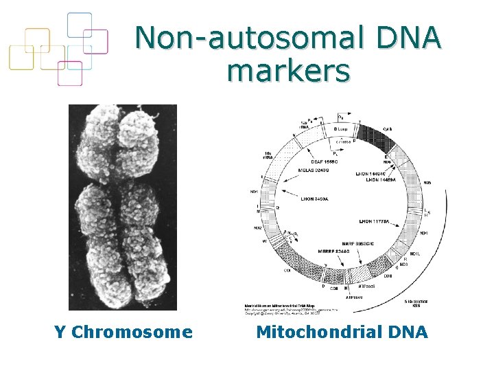 Non-autosomal DNA markers Y Chromosome Mitochondrial DNA 