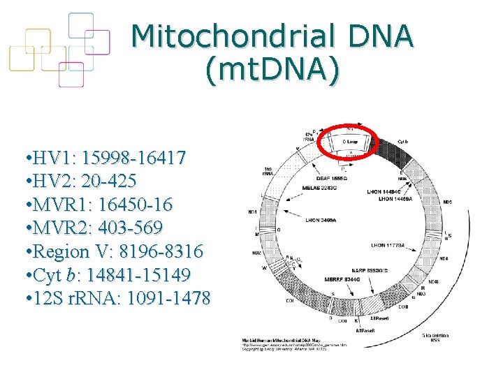 Mitochondrial DNA (mt. DNA) • HV 1: 15998 -16417 • HV 2: 20 -425