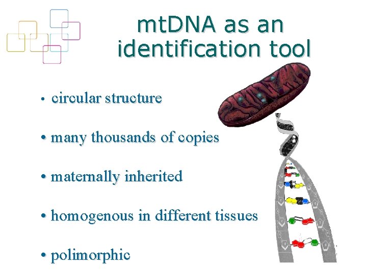 mt. DNA as an identification tool • circular structure • many thousands of copies