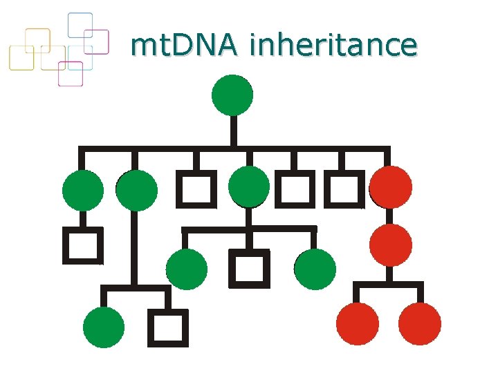 mt. DNA inheritance 