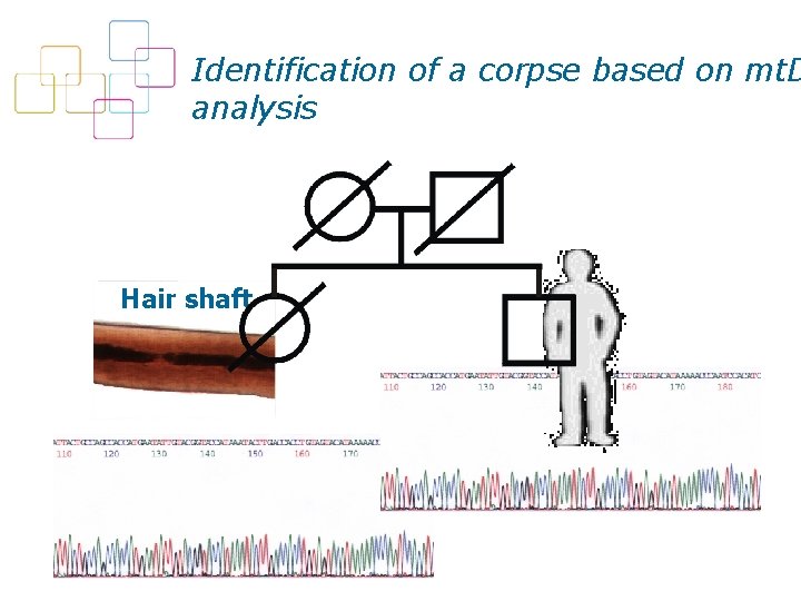 Identification of a corpse based on mt. D analysis Hair shaft 