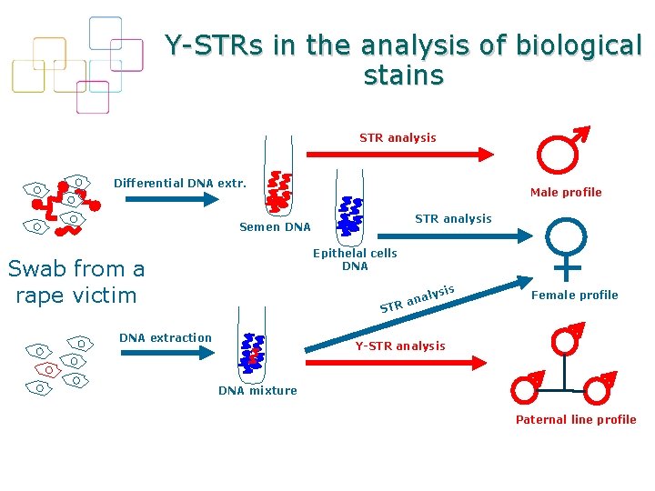 Y-STRs in the analysis of biological stains STR analysis Differential DNA extr. Male profile