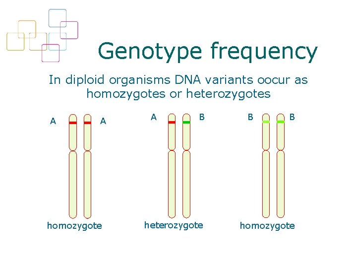 Genotype frequency In diploid organisms DNA variants oocur as homozygotes or heterozygotes A A
