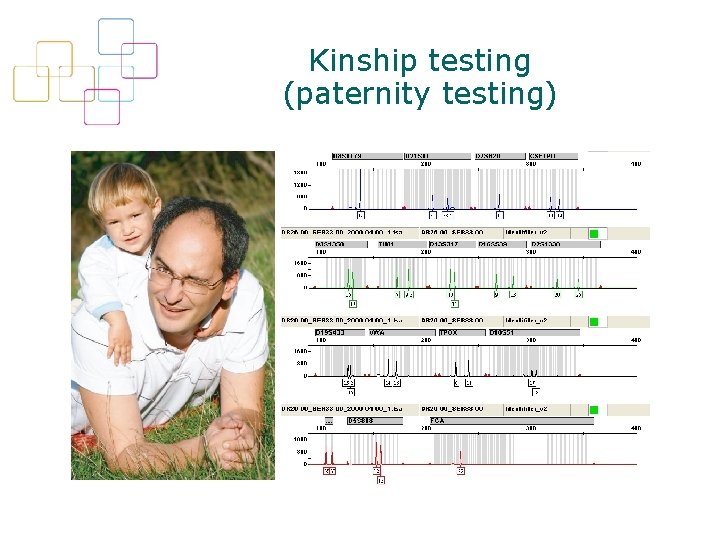 Kinship testing (paternity testing) 