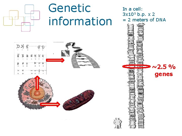 Genetic information In a cell: 3 x 109 b. p. x 2 = 2