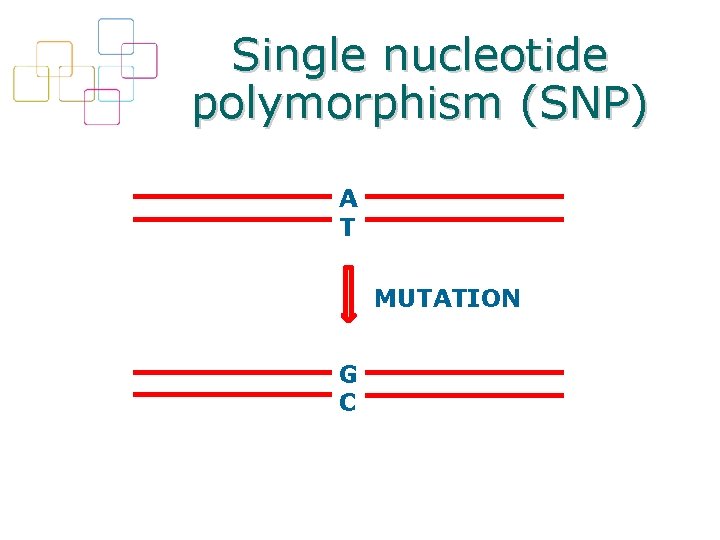 Single nucleotide polymorphism (SNP) A T MUTATION G C 