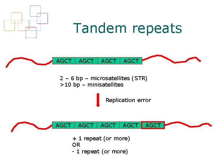 Tandem repeats AGCT 2 – 6 bp – microsatellites (STR) >10 bp – minisatellites