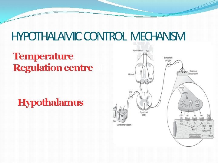 HYPOTHALAMIC CONTROL MECHANISM Temperature Regulation centre of Hypothalamus 