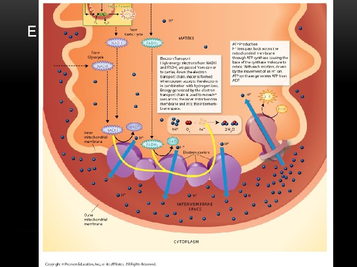 ELECTRON TRANSPORT CHAIN 