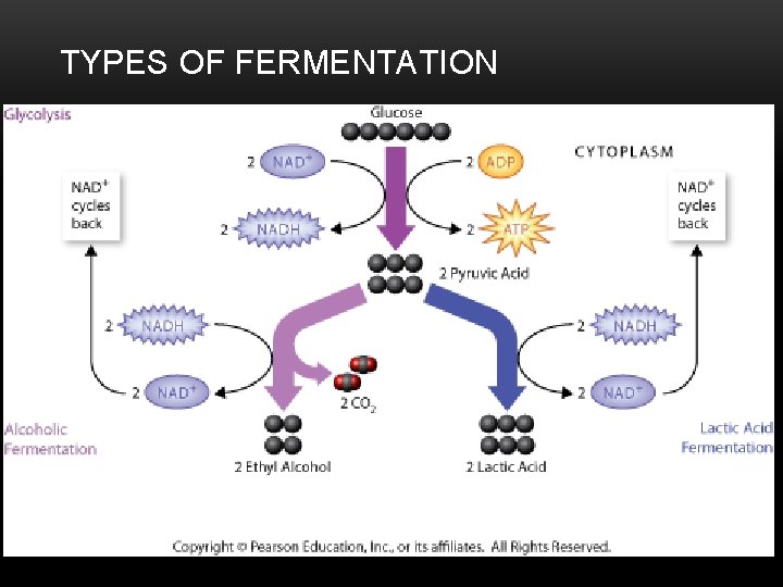 TYPES OF FERMENTATION 