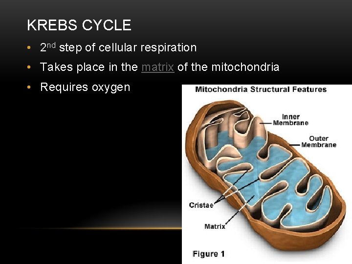 KREBS CYCLE • 2 nd step of cellular respiration • Takes place in the