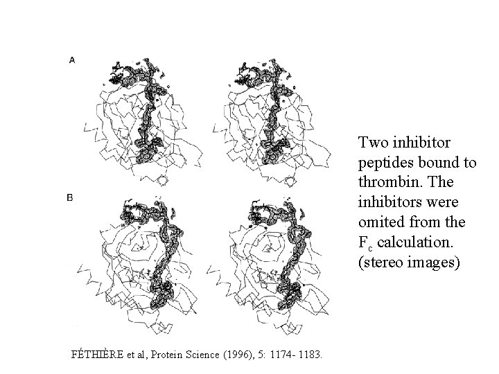 Two inhibitor peptides bound to thrombin. The inhibitors were omited from the Fc calculation. Two inhibitor peptides bound to thrombin. The inhibitors were omited from the Fc calculation.