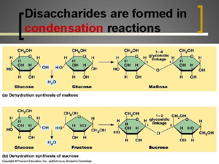 Disaccharides are formed in condensation reactions 