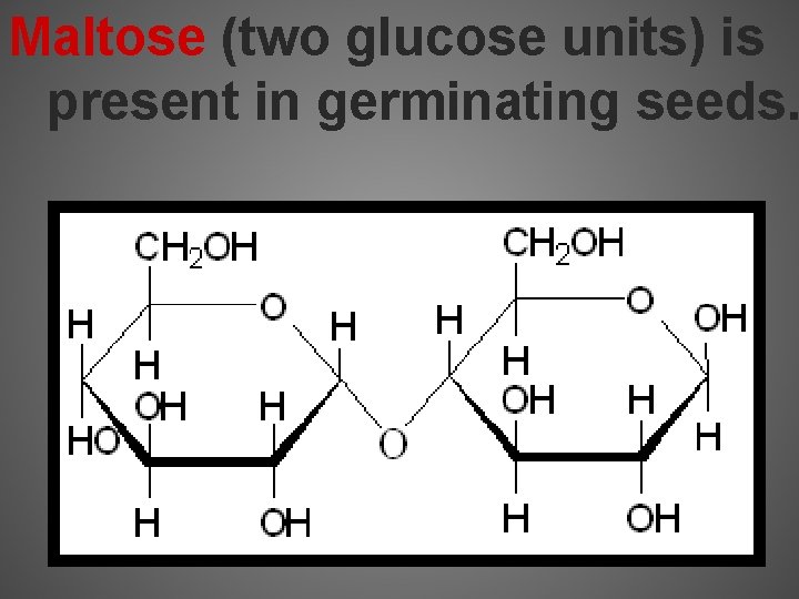 Maltose (two glucose units) is present in germinating seeds. 