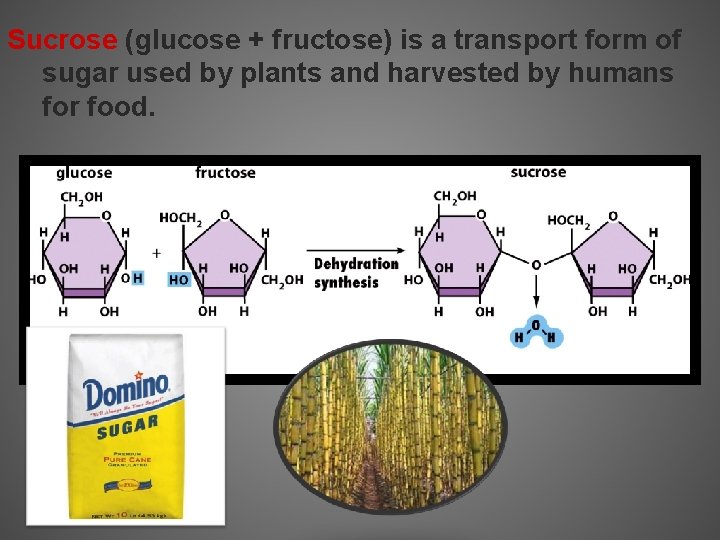 Sucrose (glucose + fructose) is a transport form of sugar used by plants and