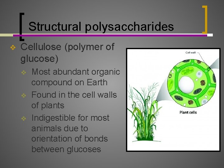 Structural polysaccharides v Cellulose (polymer of glucose) v v v Most abundant organic compound