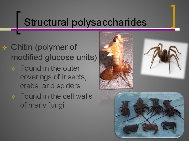Structural polysaccharides v Chitin (polymer of modified glucose units) v v Found in the