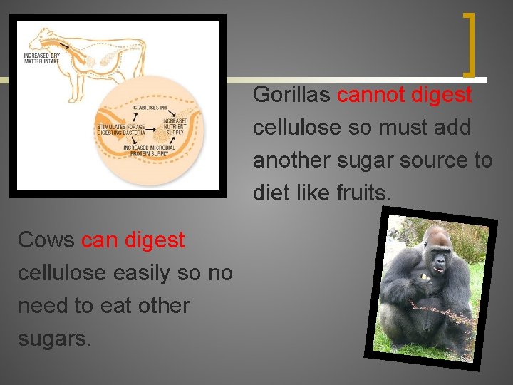 Gorillas cannot digest cellulose so must add another sugar source to diet like fruits.