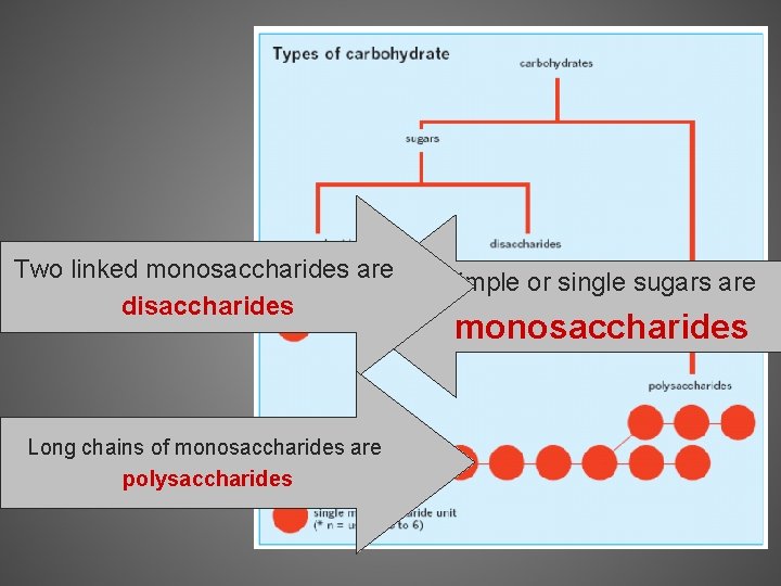 Two linked monosaccharides are disaccharides Long chains of monosaccharides are polysaccharides Simple or single