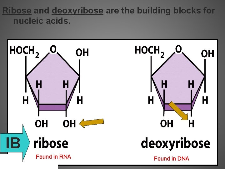 Ribose and deoxyribose are the building blocks for nucleic acids. IB Found in RNA