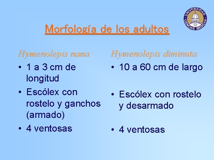 Morfología de los adultos Hymenolepis nana • 1 a 3 cm de longitud •
