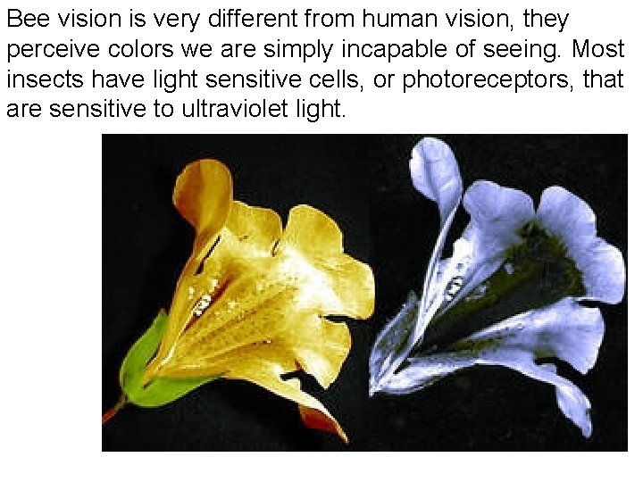 Bee vision is very different from human vision, they perceive colors we are simply