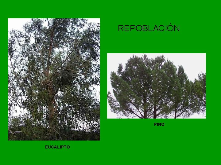 REPOBLACIÓN PINO EUCALIPTO 