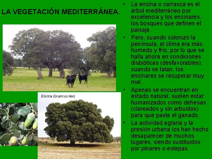  • La encina o carrasca es el árbol mediterráneo por LA VEGETACIÓN MEDITERRÁNEA.