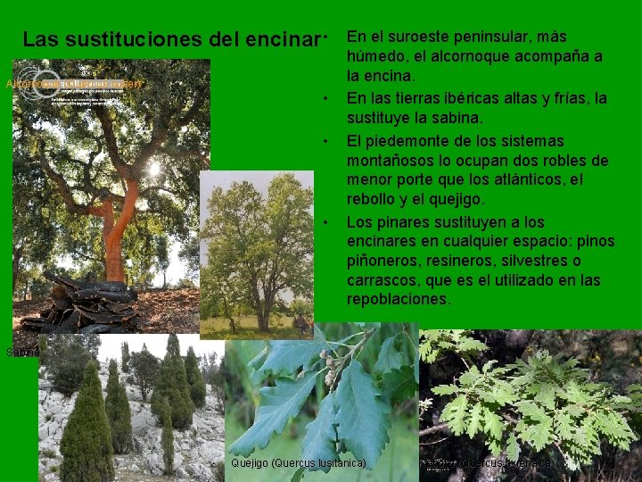 Las sustituciones del encinar • Alcornoque (Quercus suber) • • • En el suroeste