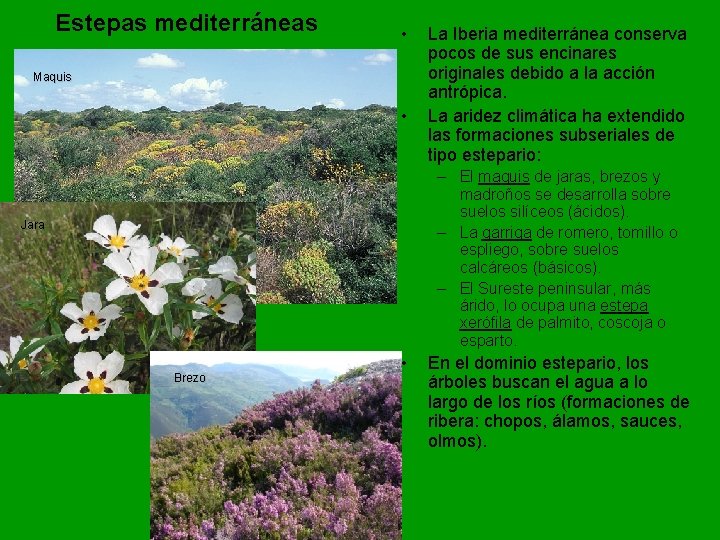 Estepas mediterráneas • Maquis • La Iberia mediterránea conserva pocos de sus encinares originales