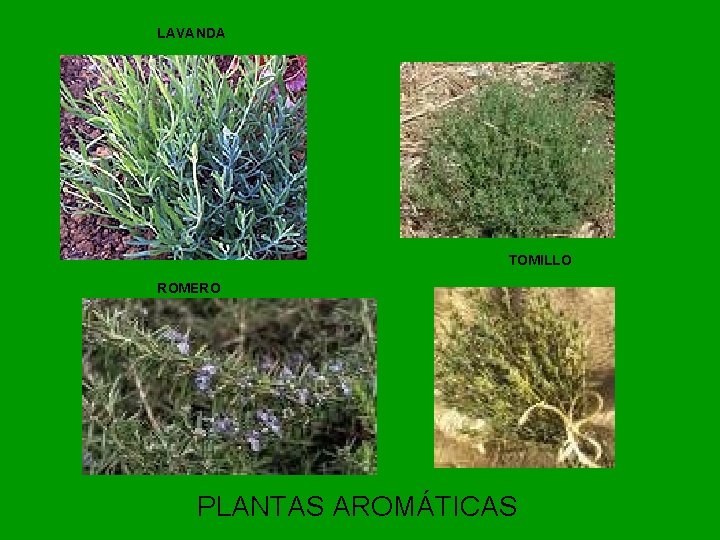 LAVANDA TOMILLO ROMERO PLANTAS AROMÁTICAS 