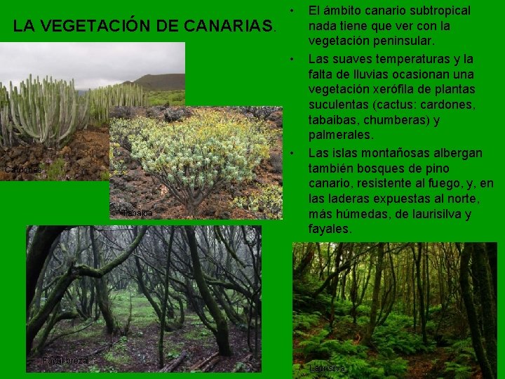 LA VEGETACIÓN DE CANARIAS. • • • Cardones Tabaiba Fayal-brezal El ámbito canario subtropical