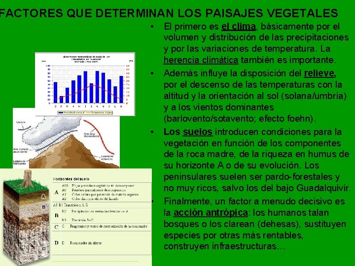 FACTORES QUE DETERMINAN LOS PAISAJES VEGETALES • • El primero es el clima, básicamente