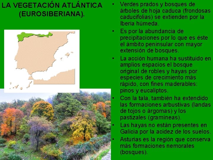 LA VEGETACIÓN ATLÁNTICA (EUROSIBERIANA). • Verdes prados y bosques de árboles de hoja caduca