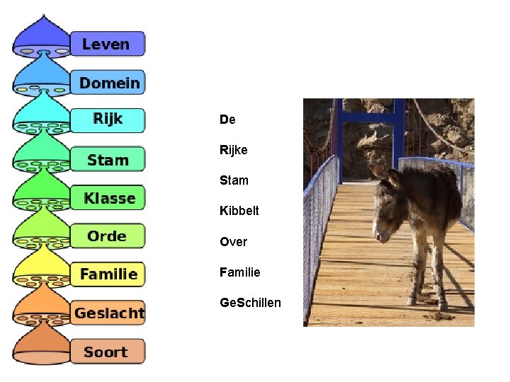 De Rijke Stam Kibbelt Over Familie Ge. Schillen 