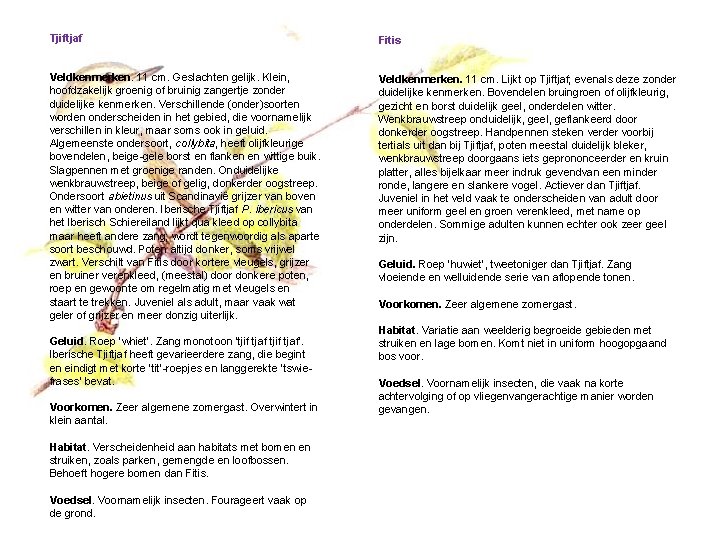 Tjiftjaf Fitis Veldkenmerken. 11 cm. Geslachten gelijk. Klein, hoofdzakelijk groenig of bruinig zangertje zonder