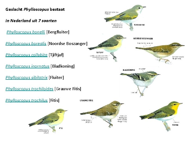 Geslacht Phylloscopus bestaat in Nederland uit 7 soorten Phylloscopus bonelli [Bergfluiter] Phylloscopus borealis [Noordse