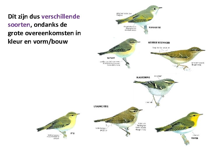 Dit zijn dus verschillende soorten, ondanks de grote overeenkomsten in kleur en vorm/bouw 